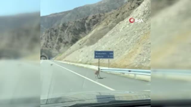 Artvin gündem haberleri | Artvin'de 'dağ keçisi' ailesi karayolunda görüntülendi