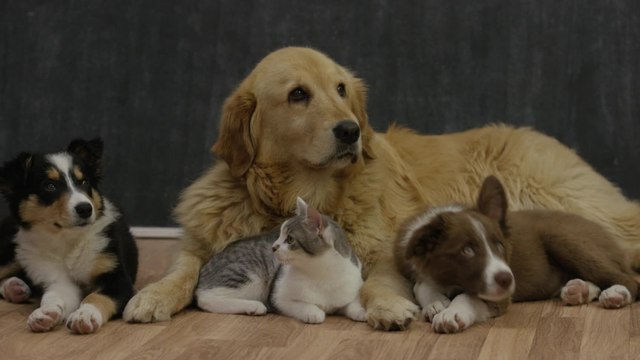 Hund oder Katze intelligenter? (1)