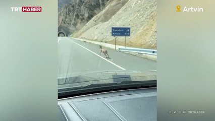 Dağ keçilerinin karayolunda oyunu böyle görüntülendi