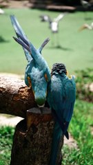 beautiful birds video-pexels-anna-tarazevich-7008042