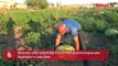 Batmanlı çiftçi yetiştirdiği 53 kilo 300 gramlık karpuzuyla Diyarbakır’a rakip oldu