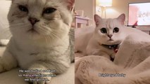 Ill-treated cat finds a loving family and becomes the cutest version of himself