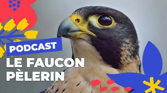 Le faucon pèlerin | Brèves de nature sauvage à Paris | Paris Podcast