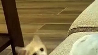 #funniest #falling animals #videoshorts#tiktokvideo #cutest #cats and #crazy #dogs #2022