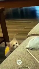 #funniest #falling animals #videoshorts#tiktokvideo #cutest #cats and #crazy #dogs #2022
