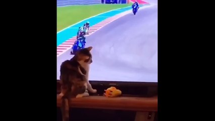 Funny Dog and Cat Videos to Keep You Smiling!