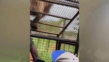 Rare & Scary Animal Encounters