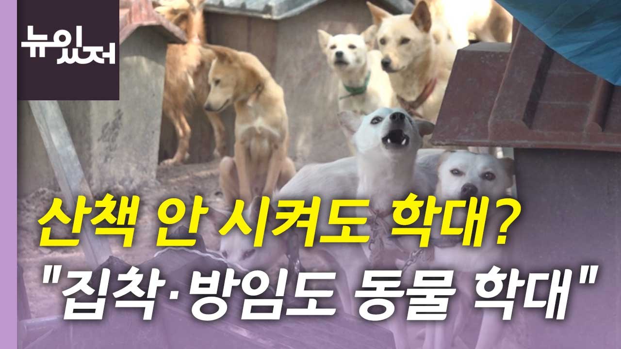 [뉴있저] 산책 안 시켜도 학대?...'동물 선진국' 사례 살펴봤더니 / YTN