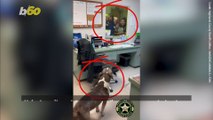 Video of Pup Reuniting with His Family after Being Lost for Almost One Year Will Move You to Your Core