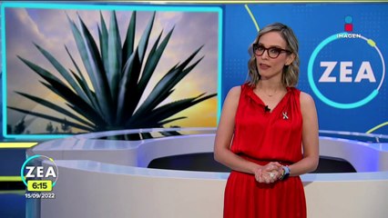 Don Armando se niega a que desaparezca la elaboración del pulque