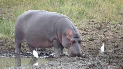 Hippo sleeping near a pond
