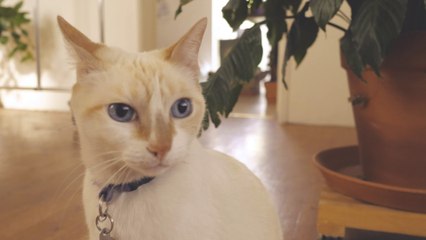 A white cat sits in front of a white wall