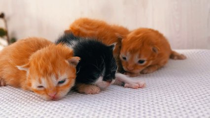 Cute newborn kittens