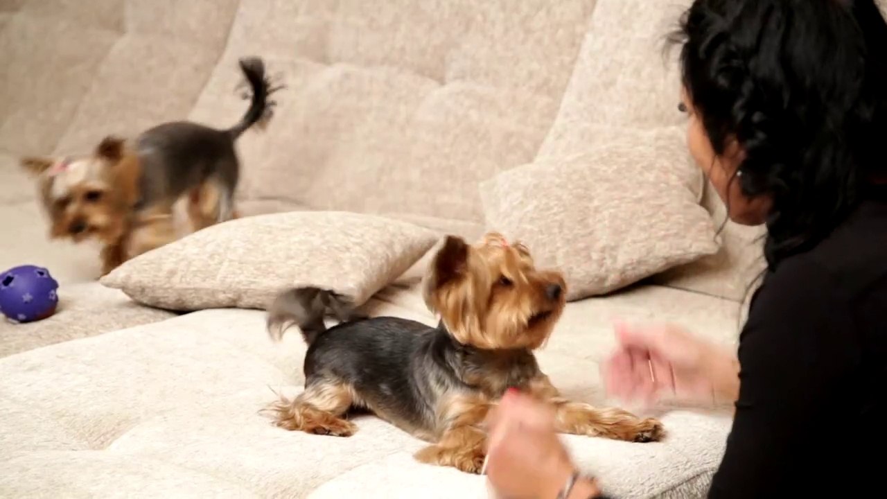 Woman playing with two dogs