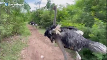 Frank Cuesta felicita a Federico Jiménez Losantos desde su refugio de animales