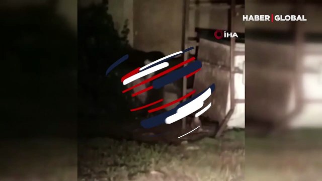 Tunceli'de görüntülendi, yeleleri var: Önce ayı mı yoksa başka bir hayvan mı diye tereddütte kaldım