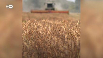 छोले की खेती करने का प्रयोग क्यों कर रहे हैं जर्मनी के किसान