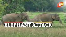 Elephant Herd Enters Village- Damages Crops