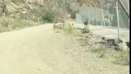 Karayolunda oynayarak ilerleyen yaban keçileri kameraya yansıdı