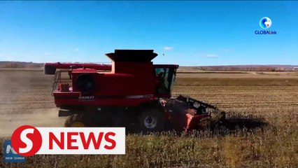 Download Video: How China's breadbasket province ensures grain output through technologies