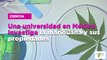Una universidad en México investiga la marihuana y sus propiedades