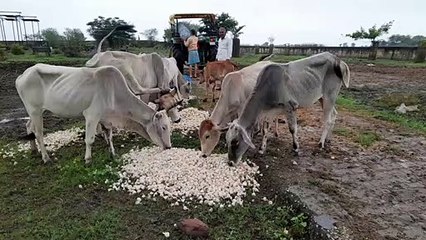 Not getting the price of garlic, farmers feeding cattle