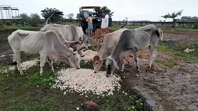 Not getting the price of garlic, farmers feeding cattle