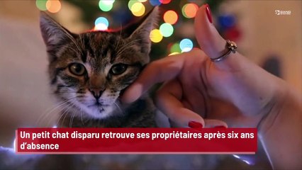 Un petit chat disparu retrouve ses propriétaires après six ans d'absence !