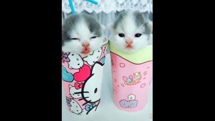 Kucing lucu gemesin | Chocorama
