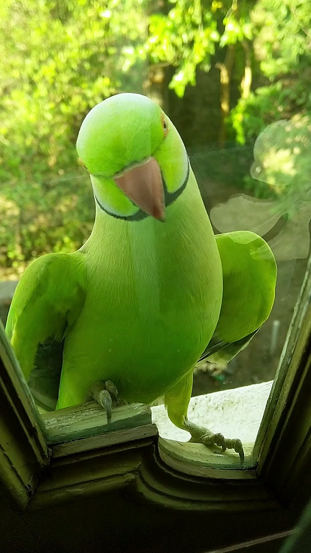 Parrot video 4k