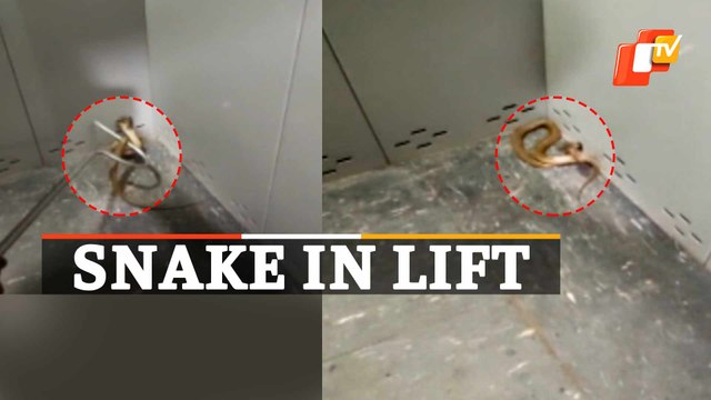 Poisonous Snake Inside Apartment Lift in Bhubaneswar | Reptile rescued