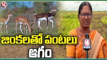 Deers Destroy Plants, Farmers Fires On Govt Officials_Wanaparthy District _ V6 News