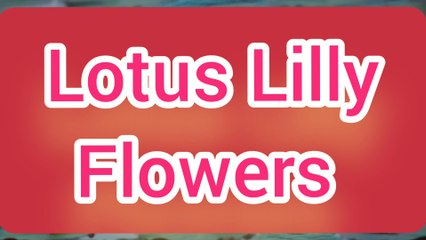 Lotus Lilly flowers ||Beautiful Lotus Lilly flowers