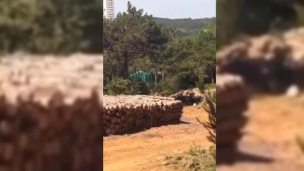 İstanbul Maltepe'de "Yüzlerce Ağaç Özel Tesis Yapmak İçin Kesildi" İddiası. Mahalle Sakini: "Herkes Yetki ve Sorumluluğu Birbirine Atıyor"