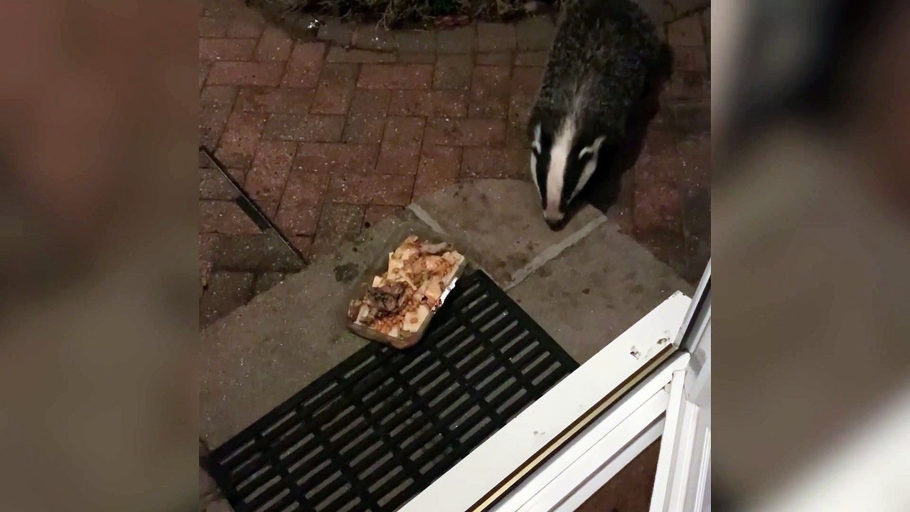 Badgers in a garden