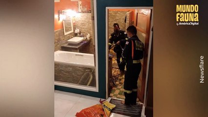 Tenebroso encuentro: Enorme serpiente de tres metros de largo ingresa a un baño a través del sanitario