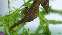 Seahorses under threat in Portugal