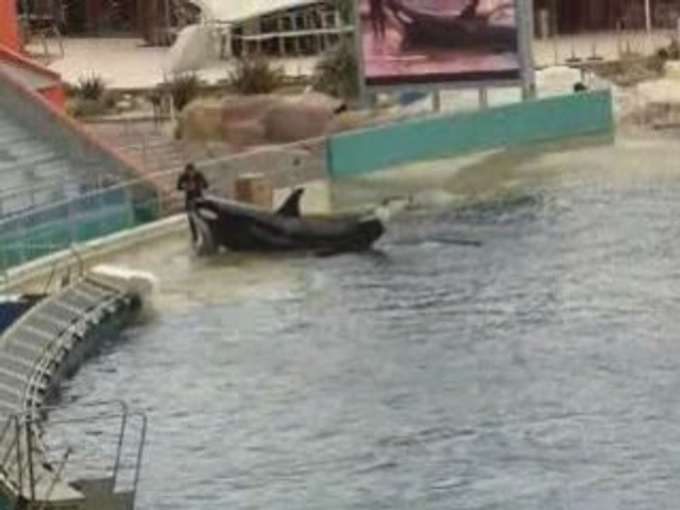 marineland les orques