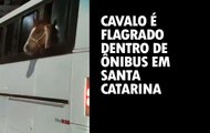 Cavalo é flagrado dentro de ônibus em Santa Catarina