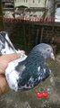 Beautiful desi pigeon kabootar