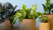 How to Repot Plants