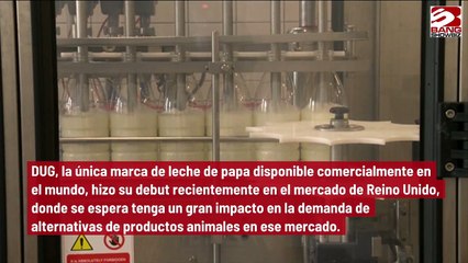 La leche de papa, una alternativa sustentable a las bebidas vegetales