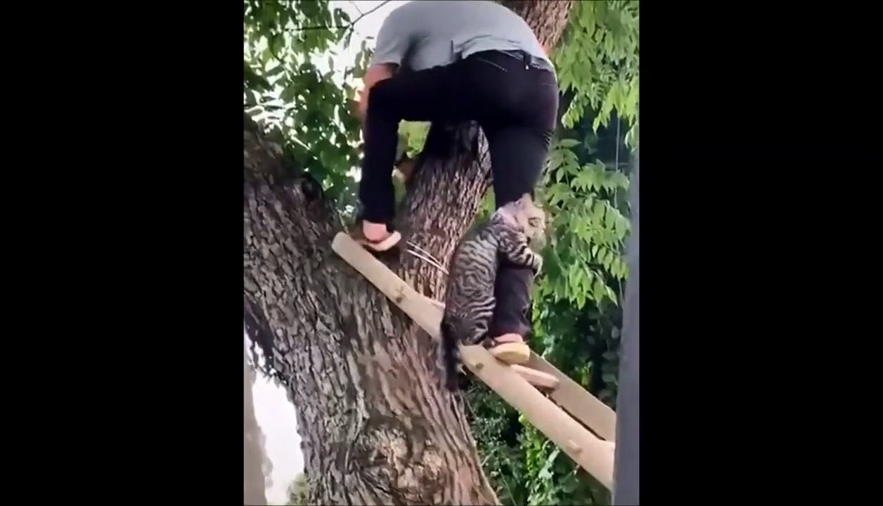 Ce chat avait vraiment hâte d'être sauvé