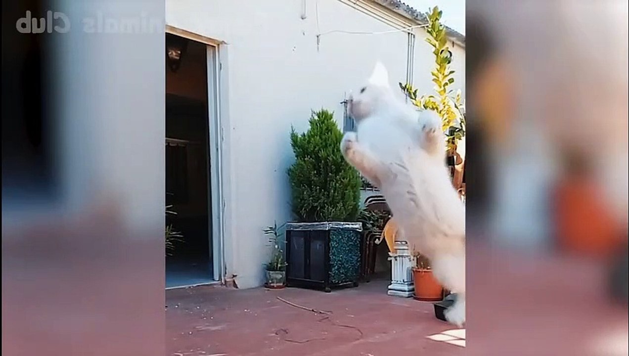 dogs compile video