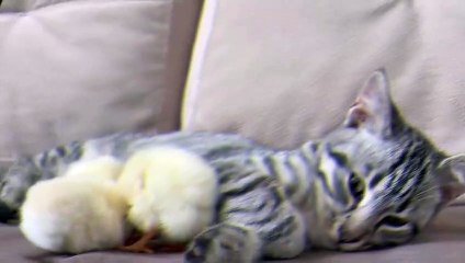 Kitten sleeps sweetly with the Chickens