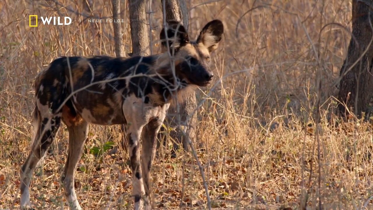 Afrikas Jäger Staffel 3 Folge 5 HD Deutsch