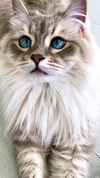 Cute baby cat
