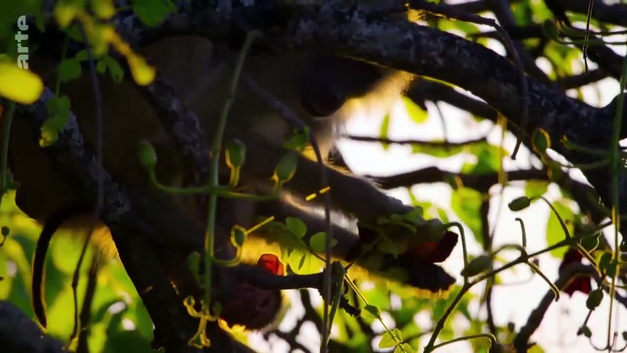 Eden auf Erden - Die letzten Paradiese Staffel 1 Folge 3 HD Deutsch