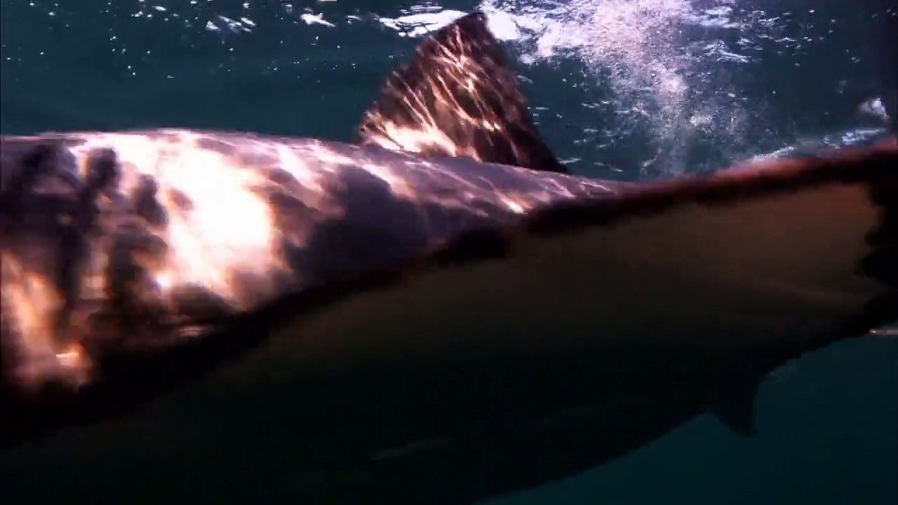 Wildes Afrika Staffel 1 Folge 2 HD Deutsch