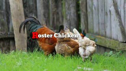 Animals video. Funny  video. Animals kids video. Cat funny video . Animals funny video . Dog funny video